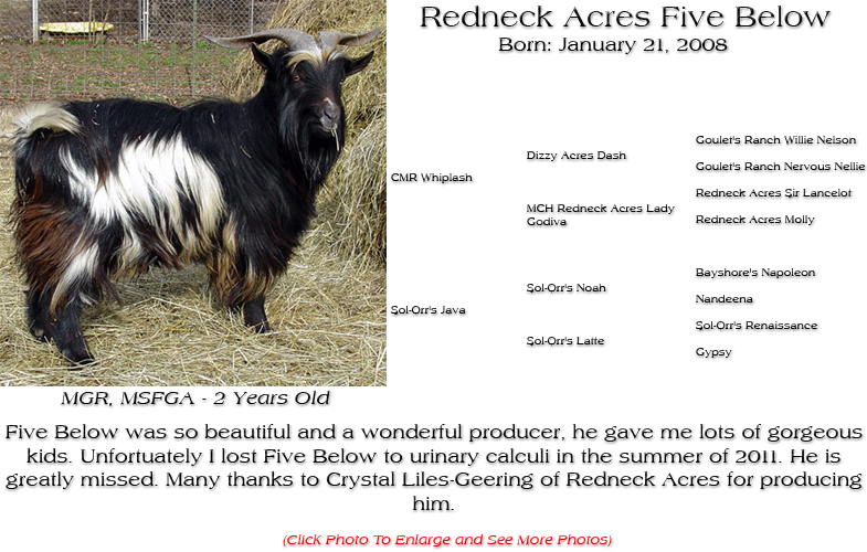 Silky Buck - Redneck Acres Five Below - Five Below was so beautiful and a wonderful producer, he gave me lots of gorgeous kids. Unfortuately I lost Five Below to urinary calculi in the summer of 2011. He is greatly missed. Many thanks to Crystal Liles-Geering of Redneck Acres for producing him.