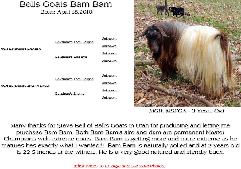Silky Buck - Bells Goats Bam Bam - Many thanks for Steve Bell of Bell's Goats in Utah for producing and letting me purchase Bam Bam. Both Bam Bam's sire and dam are permanent Master Champions with extreme coats. Bam Bam is getting more and more extreme as he
matures hes exactly what I wanted!!!  Bam Bam is naturally polled and at 2 years old is 22.5 inches at the withers. He is a very good natured and friendly buck.