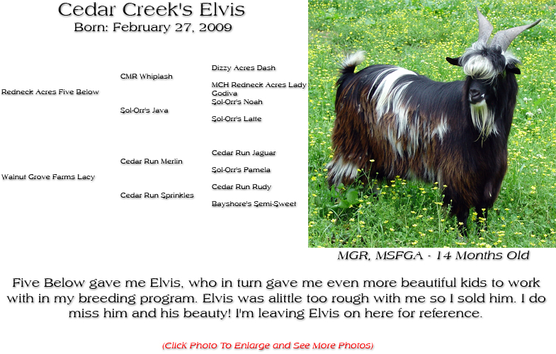 Silky Buck - Cedar Creek's Elvis - Five Below gave me Elvis, who in turn gave me even more beautiful kids to work with in my breeding program. Elvis was alittle too rough with me so I sold him. I do miss him and his beauty! I'm leaving Elvis on here for reference.
