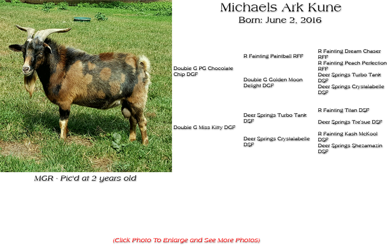 Silky Buck - Michaels Ark kune