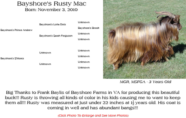 Silky Buck - Bayshore's Rusty Mac - Big Thanks to Frank Baylis of Bayshore Farms in VA for producing this beautiful buck!!! Rusty is throwing all kinds of color in his kids causing me to want to keep them all!!! Rusty was measured at just under 22 inches at 1  years old. His coat is coming in well and has abundant bangs!!!