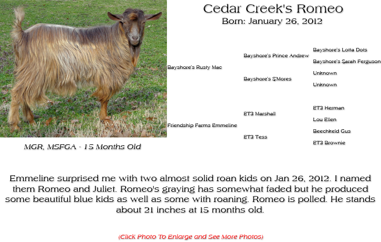 Silky Buck - Cedar Creek's Romeo - Emmeline surprised me with two almost solid roan kids on Jan 26, 2012. I named them Romeo and Juliet. Romeo's graying has somewhat faded but he produced some beautiful blue kids as well as some with roaning. Romeo is polled. He stands about 21 inches at 15 months old.