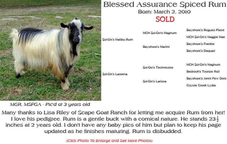 Silky Buck - Blessed Assurance Spiced Rum - Many thanks to Lisa Riley of Scape Goat Ranch for letting me acquire Rum from her!
I love his pedigree. Rum is a gentle buck with a comical nature. He stands 23 inches at 2 years old. I don't have any baby pics of him but plan to keep his page updated as he finishes maturing. Rum is disbudded.