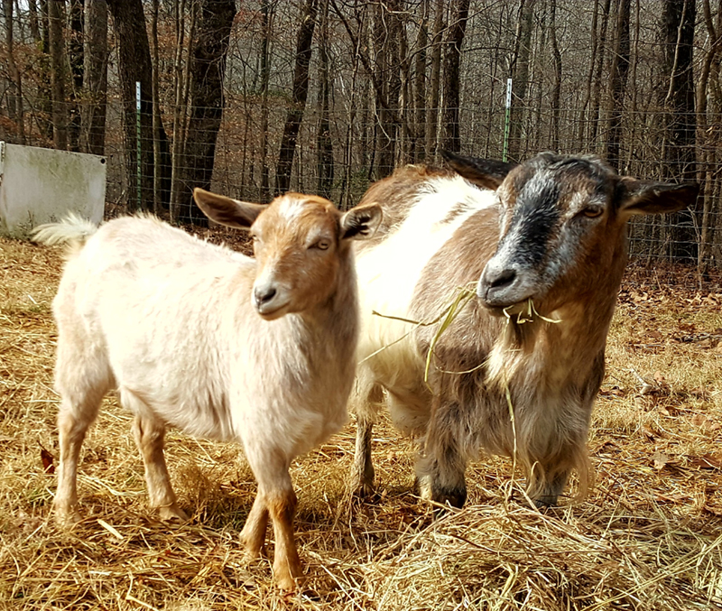 Cedar Creek Fainters