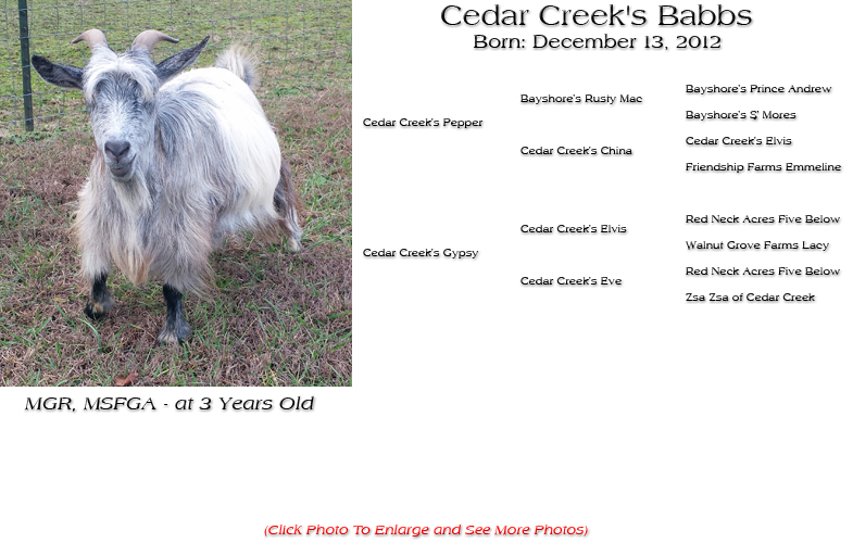 Silky Doe - Cedar Creek's Babbs