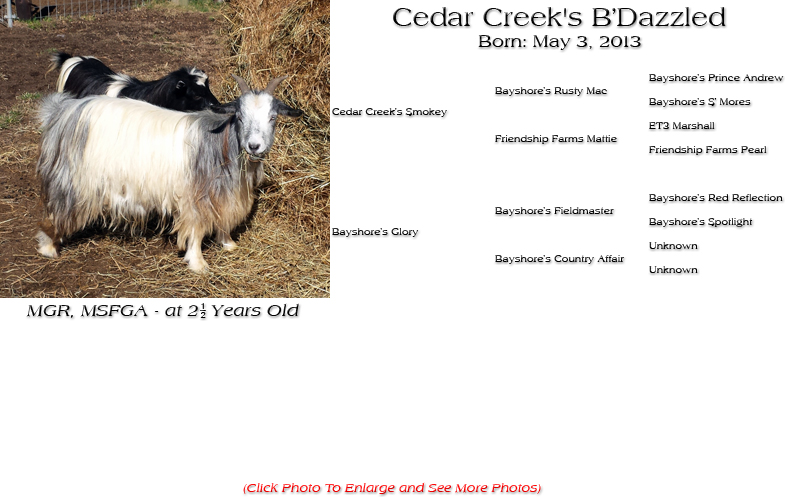 Silky Doe - Cedar Creek's B'Dazzled