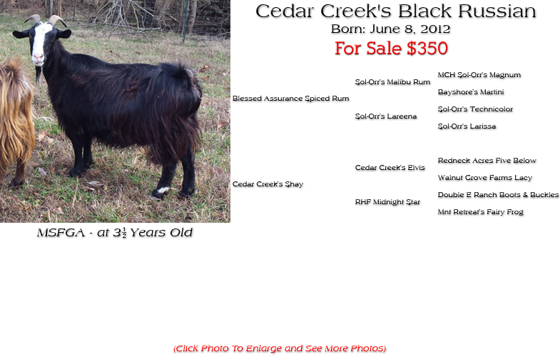 Silky Doe - Cedar Creek's Black Russian