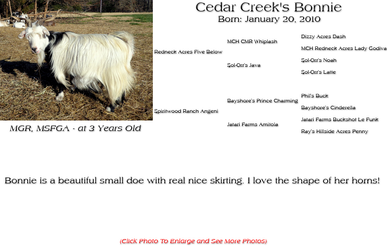 Silky Doe - Cedar Creek's Bonnie - Bonnie is a beautiful small doe with real nice skirting. I love the shape of her horns!