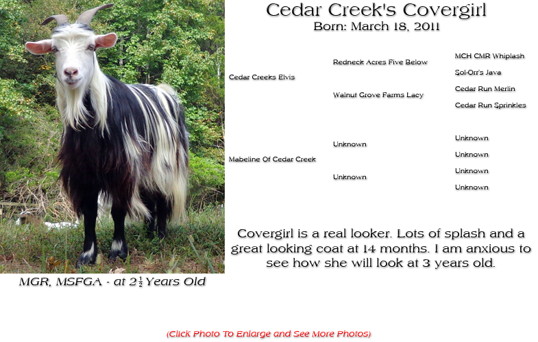 Silky Doe - Cedar Creek's Covergirl - Covergirl is a real looker. Lots of splash and a great looking coat at 14 months. I am anxious to see how she will look at 3 years old.