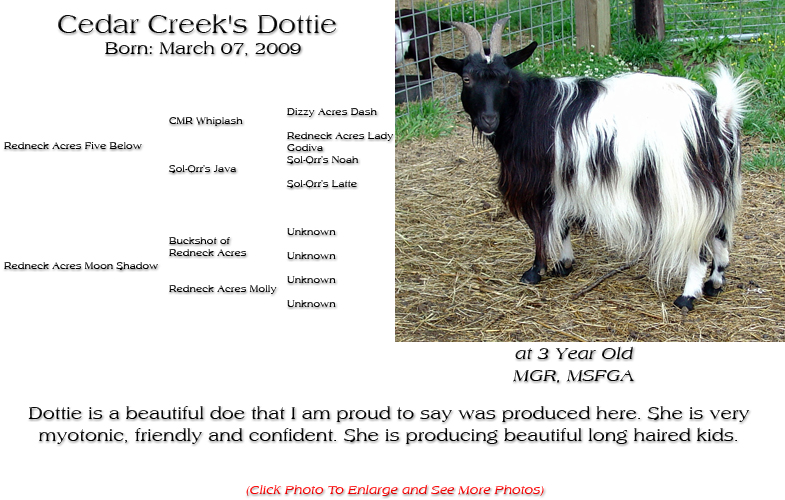 Silky Doe - Cedar Creek's Dottie - Dottie is a beautiful doe that I am proud to say was produced here. She is very myotonic, friendly and confident. She is producing beautiful long haired kids.