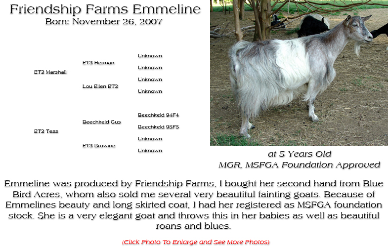 Silky Doe - Friendship Farms Emmeline - Emmeline was produced by Friendship Farms, I bought her second hand from Blue Bird Acres, whom also sold me several very beautiful fainting goats. Because of Emmelines beauty and long skirted coat, I had her registered as MSFGA foundation stock. She is a very elegant goat and throws this in her babies as well as beautiful roans and blues.