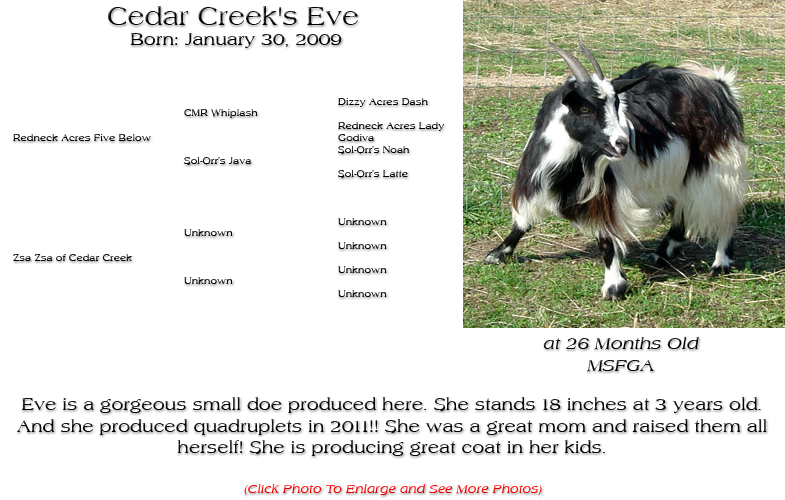 Silky Doe - Cedar Creek's Eve - Eve is a gorgeous small doe produced here. She stands 18 inches at 3 years old. And she produced quadruplets in 2011!! She was a great mom and raised them all herself! She is producing great coat in her kids.