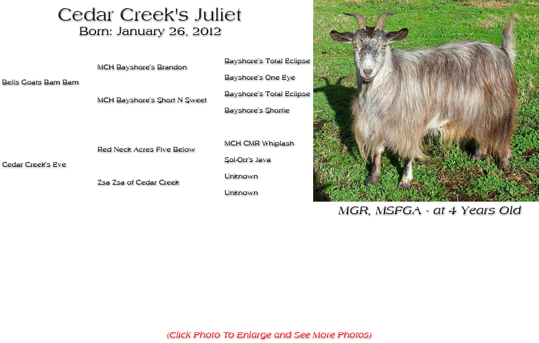 Silky Doe - Cedar Creek's Juliet