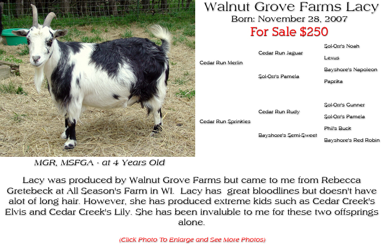 Silky Doe - Walnut Grove Farms Lacy - Lacy was produced by Walnut Grove Farms but came to me from Rebecca Gretebeck at All Season's Farm in WI.  Lacy has  great bloodlines but doesn't have alot of long hair. However, she has produced extreme kids such as Cedar Creek's Elvis and Cedar Creek's Lily. She has been invaluble to me for these two offsprings alone.