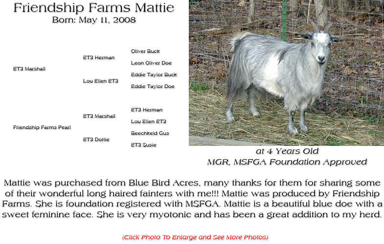 Silky Doe - Friendship Farms Mattie - Mattie was purchased from Blue Bird Acres, many thanks for them for sharing some of their wonderful long haired fainters with me!!! Mattie was produced by Friendship Farms. She is foundation registered with MSFGA. Mattie is a beautiful blue doe with a sweet feminine face. She is very myotonic and has been a great addition to my herd.
