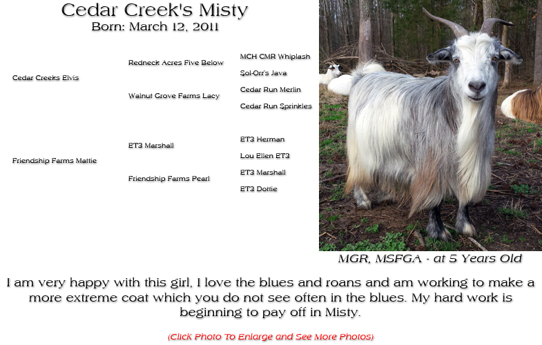 Silky Doe - Cedar Creek's Misty - I am very happy with this girl, I love the blues and roans and am working to make a
more extreme coat which you do not see often in the blues. My hard work is beginning to pay off in Misty.