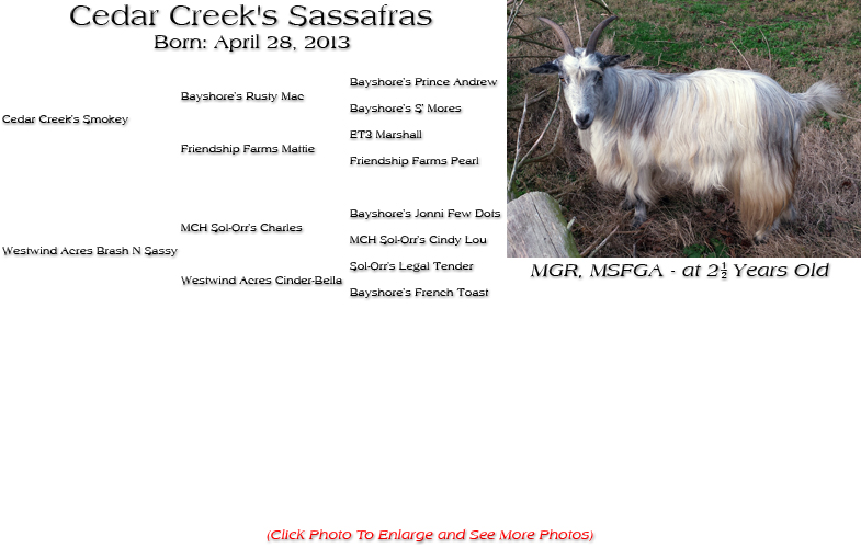 Silky Doe - Cedar Creek's Sassafras