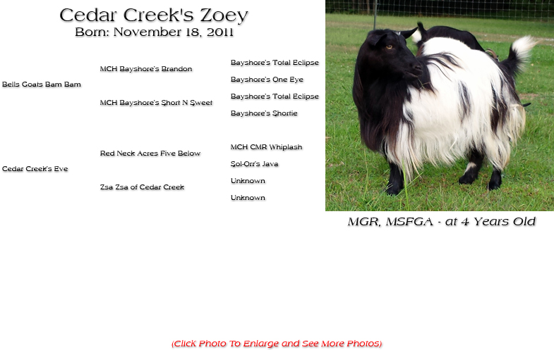 Silky Doe - Cedar Creek's Zoey